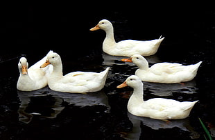 five white ducks on the body of water during daytime, aylesbury