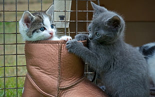 two grey and white-and-brown kittens