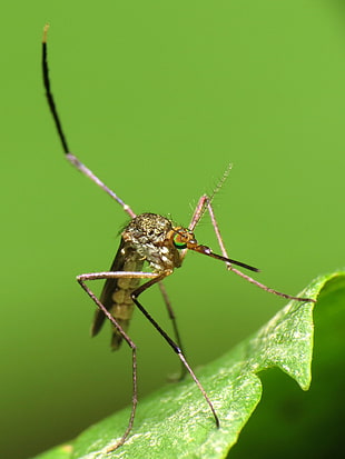 brown mosquito perched on green leaf