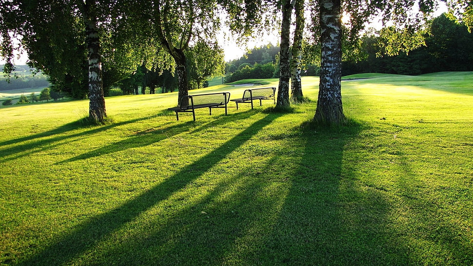 two brown benches, bench, trees, grass HD wallpaper