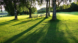 two brown benches, bench, trees, grass