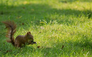 animal photography of a brown squirrel during daytime