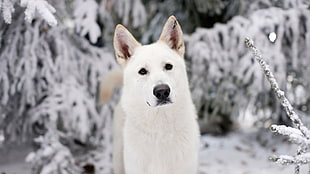 closeup photography of white Kishu Ken standing near trees at daytime