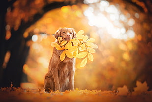 Golden retriever dog with yellow leaves digital wallpaper