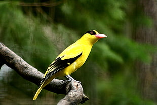 selective focus wildlife photography of short-beak yellow bird perching on tree branch