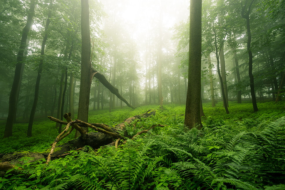 trees surrounded by green fern plants HD wallpaper