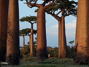 green leafed tree lot, National Geographic, trees, Madagascar HD wallpaper