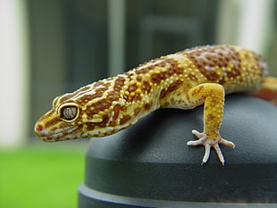 yellow and brown gecko, gecko