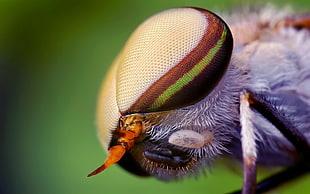 close-up photography of insect eye