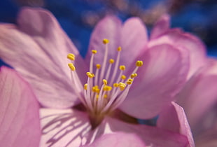 closeup photo of pink Cherry Blossom flowers
