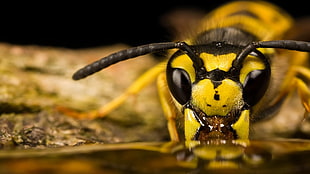yellow and black insect, animals, insect, wasps HD wallpaper