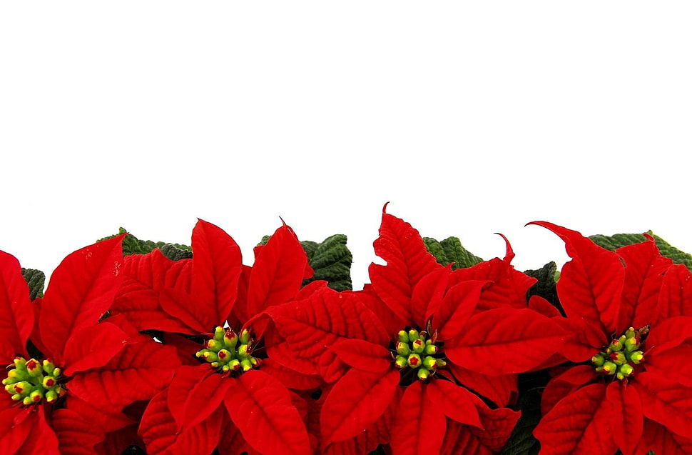 red and green flowers decor HD wallpaper