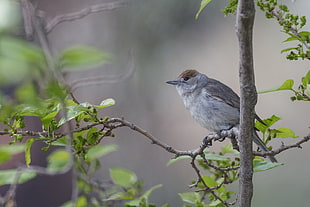 shallow focus  photography of white and gray bird perched on tree branch during daytime, sylvia atricapilla