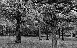 grayscale trees photography