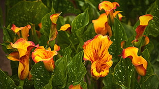 yellow orange Calla Lily flowers, flowers HD wallpaper