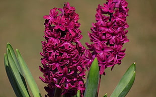 purple hyacinth flower, nature