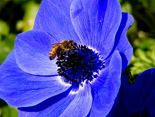 tilt shift lens photography of brown bee on purple flower