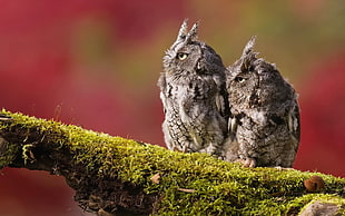 two gray owls, animals, photography, owl, moss