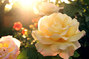 yellow and pink rose, flowers, rose, sunlight, plants HD wallpaper