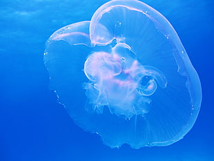 pink jellyfish in blue waters HD wallpaper