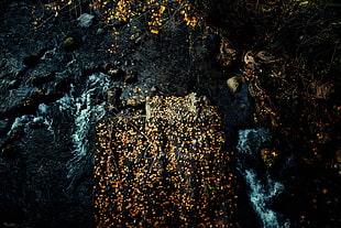 aerial photography of stream at daytime, river, nature, water, stones