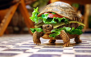 tortoise burger HD wallpaper
