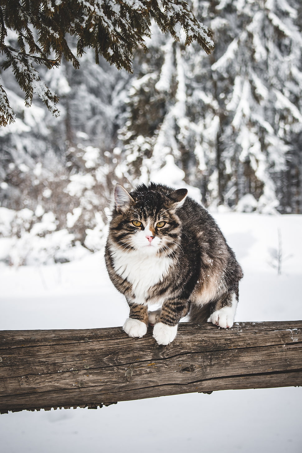 black and white cat HD wallpaper