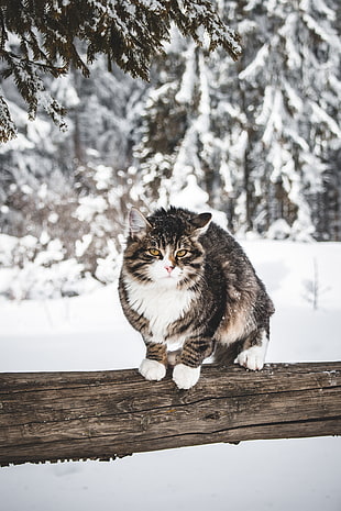 black and white cat HD wallpaper