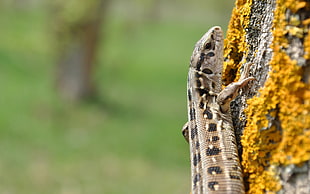 brown and black reptile on tree HD wallpaper