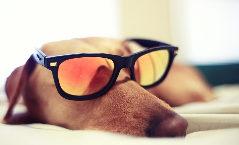 shallow focus photography of brown dog wearing sunglasses during daytime HD wallpaper