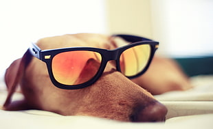 shallow focus photography of brown dog wearing sunglasses during daytime