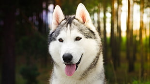 white and black Siberian Husky, dog, animals, Siberian Husky  HD wallpaper