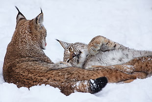 two Lynx lying on snow HD wallpaper