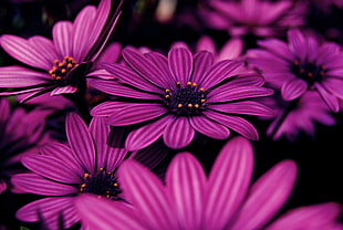 closeup photo of purple daisy flowers
