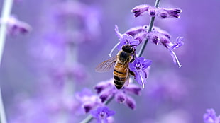 Honey bee on Lavender flower HD wallpaper