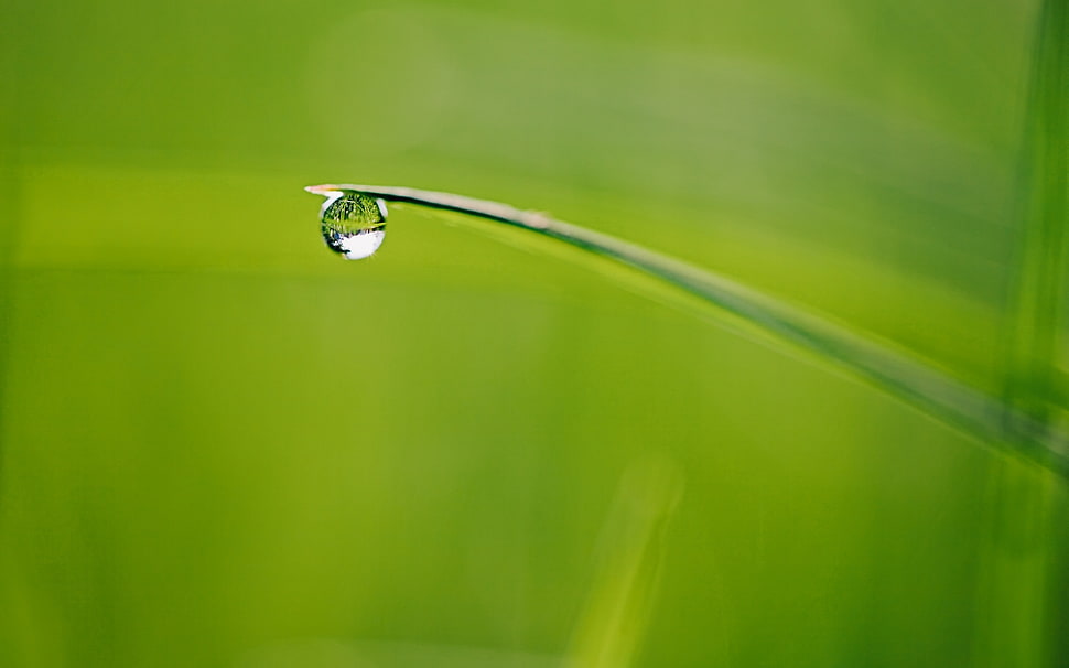 close-up photo of waterdrops in green plant HD wallpaper