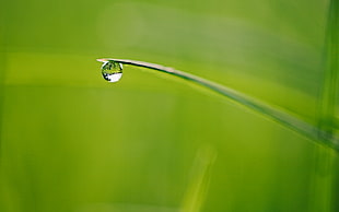 close-up photo of waterdrops in green plant