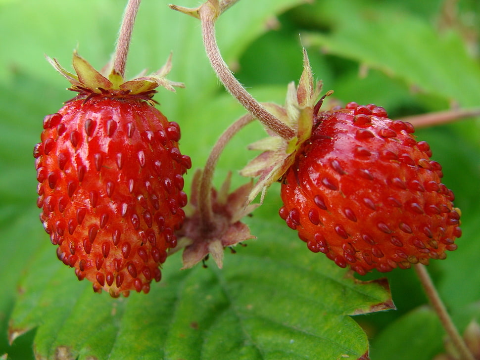 macro shot of red oval fruits HD wallpaper