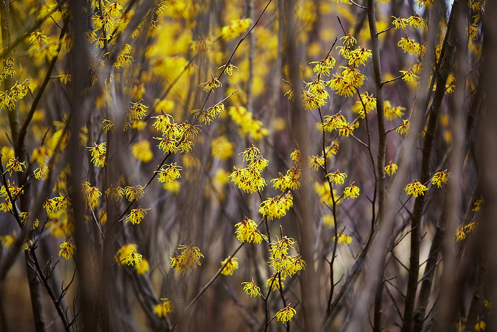 close-up photography of yellow petaled flowers, hamamelis HD wallpaper