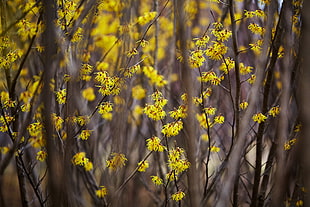 close-up photography of yellow petaled flowers, hamamelis