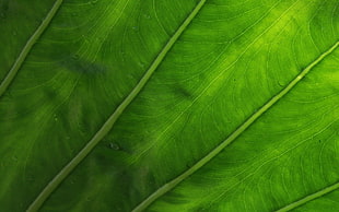 green leaf, leaves, plants, macro, water drops