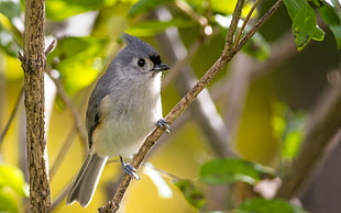 white and blue bird on tree branch, tufted titmouse