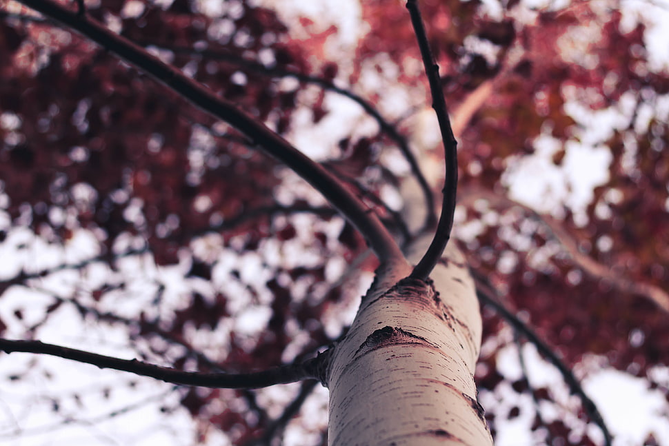selective focus low angle view of brown leaf tree HD wallpaper