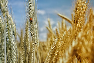 wheat with lady bugs HD wallpaper