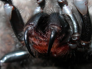 close-up photo of black spider