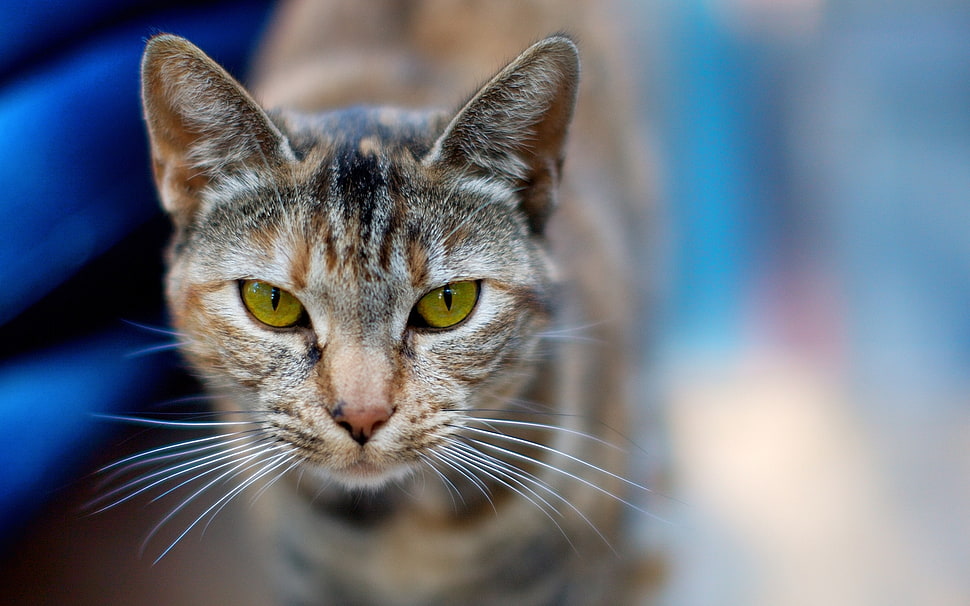 brown tabby cat closeup photo HD wallpaper