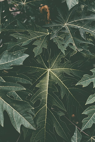 papaya leaf HD wallpaper
