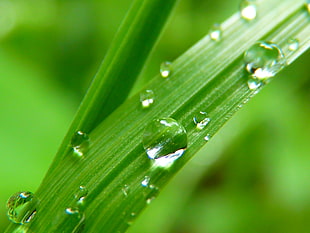 water on green leafed plant
