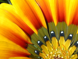 close up photo of sunflower, gazania HD wallpaper