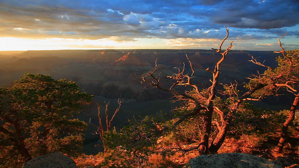 bare tree, nature HD wallpaper
